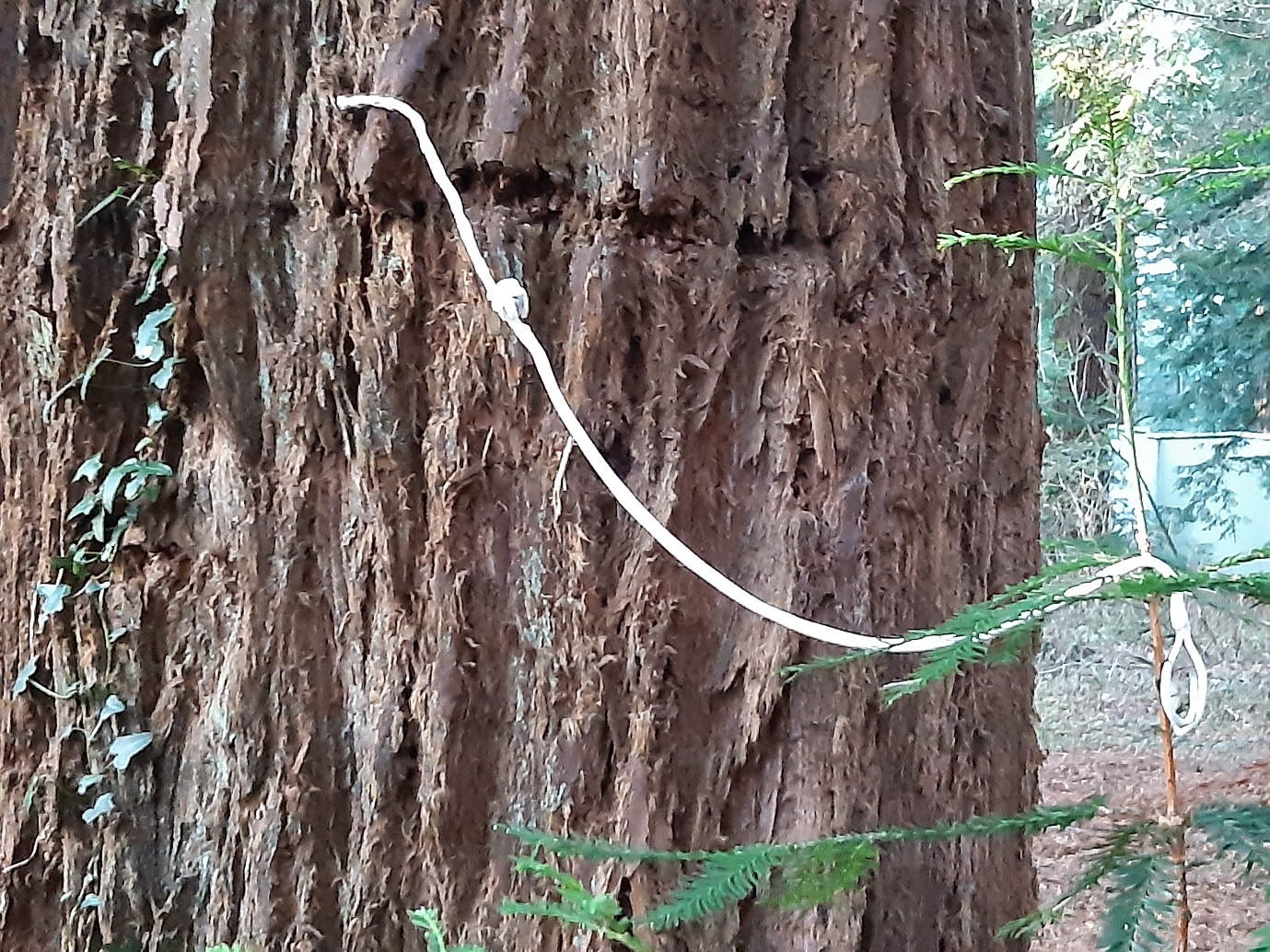 A tree trunk with a white rope around it.